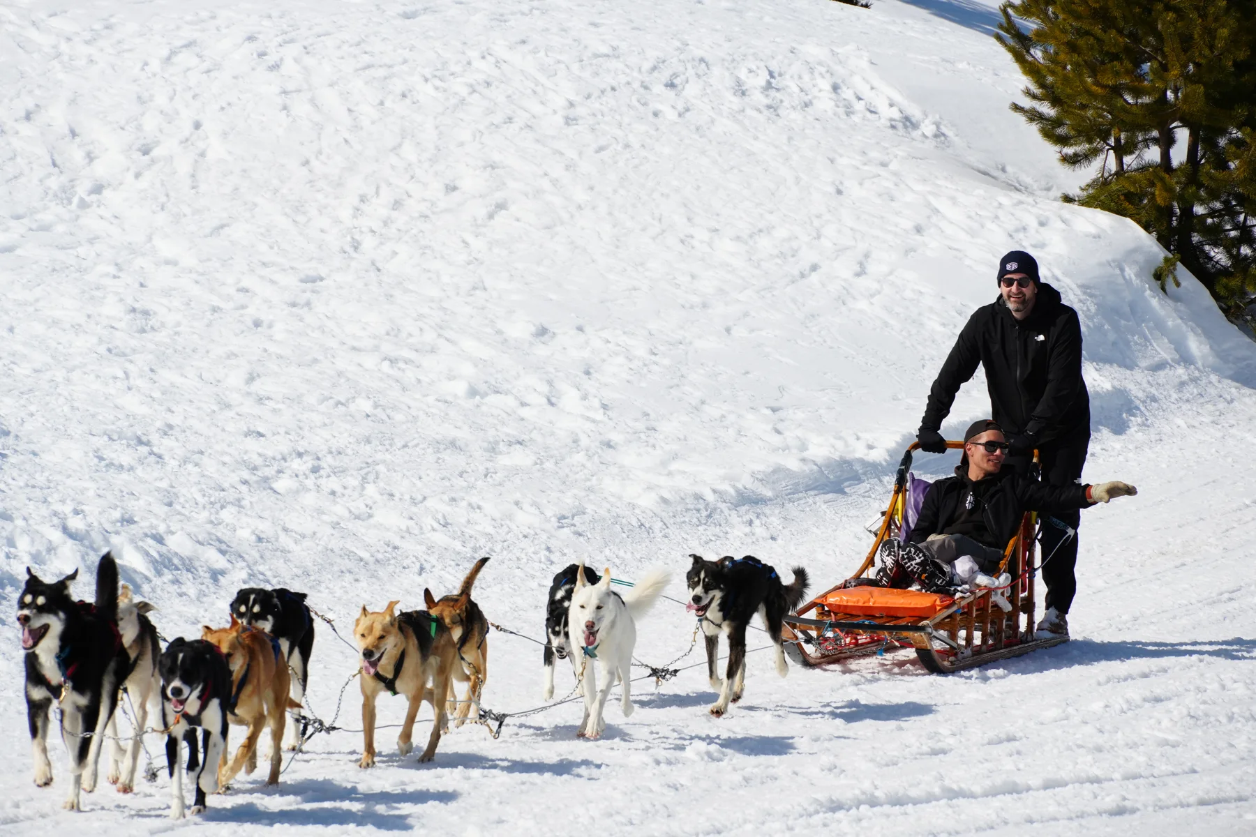 Dog-sled work in winter conditions