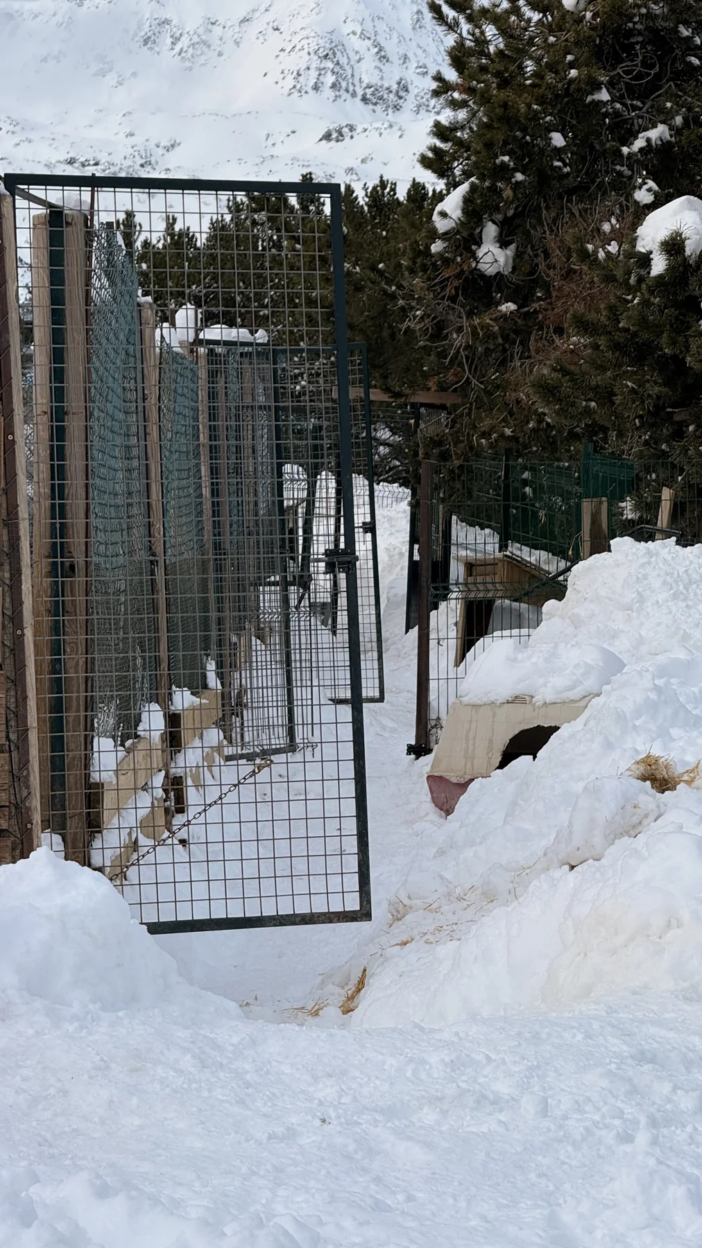 Kennel gates in winter